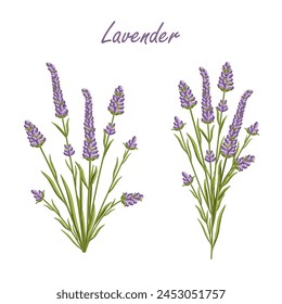 Lavender flowers set. French Provence floral herbs with purple blooms. Botanical vector illustration isolated on white background.