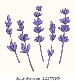 Flores de lavanda decoradas con un estilo de eclosión. Ilustración con dibujo a mano botánico.