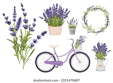 Lavender flowers set of isolated icons with bunches and pots of violet flowers with purple bike vector illustration