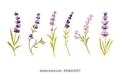 Lavender flowers set  isolated on white