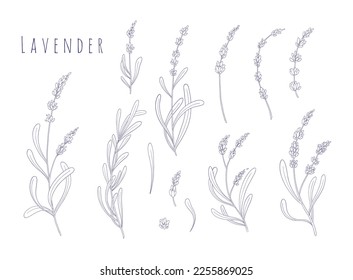 Flores de lavanda. Hierbas florales provenzales con flores. Dibujo botánico vintage del campo francés Lavandula. Lavandera afilada. Ilustraciones vectoriales dibujadas a mano aisladas en fondo blanco.