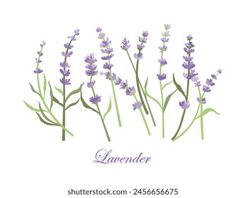 Lavender flowers set. Outlined Provence floral herbs with blooms.