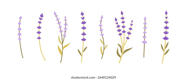 Lavender flowers set. Outlined Provence floral herbs with blooms. Vintage botanical drawing of French field Lavender. Blossomed lavender. Hand drawn vector illustrations isolated on white background