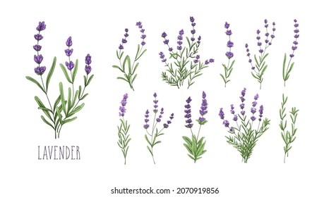 Lavender Flowers Set. Provence Floral Herbs With Purple Blooms. Botanical Drawing Of French Field Lavandula. Blossomed Lavander. Colored Hand-drawn Vector Illustration Isolated On White Background