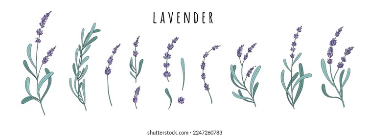 Flores de lavanda. Hierbas florales provenzales con flores moradas. Dibujo botánico del campo francés Lavandula. Lavandera afilada. Ilustración vectorial de color dibujada a mano aislada en fondo blanco.