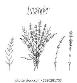 Montaje de flores de lavanda, conjunto de elementos aislados de la mano floral vectorial para el diseño sobre fondo blanco