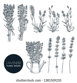 Lavender flowers set, vector sketch illustration. Hand drawn bouquets and floral design elements. Lavender isolated on white background.