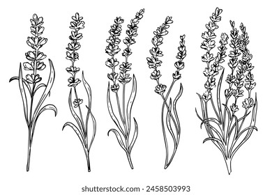 Conjunto de flores de lavanda dibujo de boceto de Vector vintage