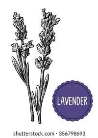 Lavender Flowers Sketch. Engraving Vintage Vector Black Illustration. Isolated On White Background. Hand Drawn Design Element For Label And Poster