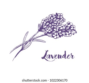 Lavender flowers sketch ink vector illustration