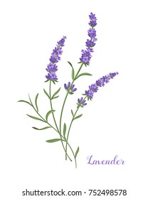 Lavender flowers small bouquet