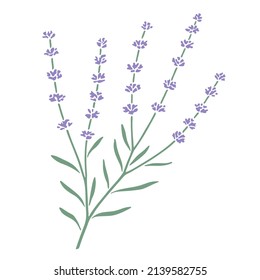 Lavender flowers with stem and leaves isolated on white