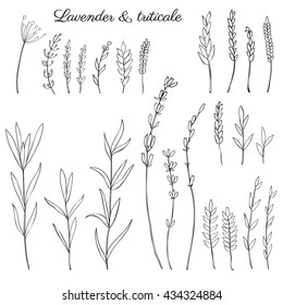 Lavender flowers  triticale herbs hand drawn doodle vector sketch isolated white  herbal vintage graphic engraving collection for package tea  medicine  wedding invitation  greeting card  cosmetic