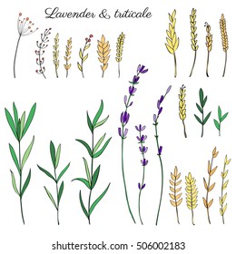 Lavender flowers, triticale herbs hand drawn doodle vector sketch isolated on white, herbal colorful graphic engraving collection for package tea, medicine, wedding invitation, greeting card, cosmetic