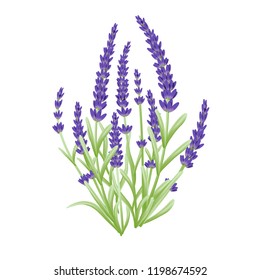 lavender flowers vector