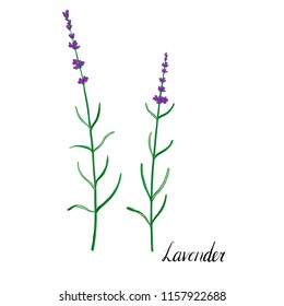 lavender flowers, vector drawing medicinal plant, hand drawn botanical illustration, isolated floral element