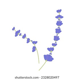 Flores de lavanda. Gráficos vectoriales en fondo blanco