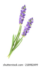 Lavender flowers, vector illustration