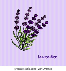 Lavender flowers. Vector illustration