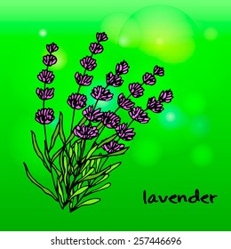 Lavender flowers. Vector illustration
