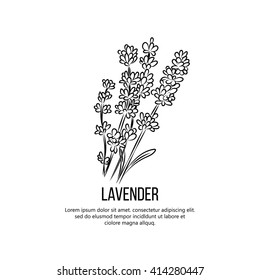 Lavender flowers vector illustration.
