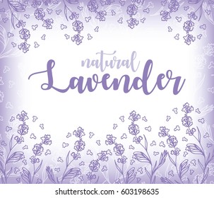 Lavender flowers vector illustration