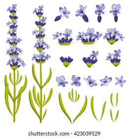 Lavender flowers. Vector illustration constructor for printing production, decoration, greeting cards and invitations