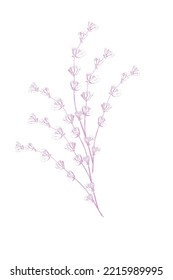 Lavender flowers vector sketch. Delicate floral bouquet for ceremony, wedding cards 