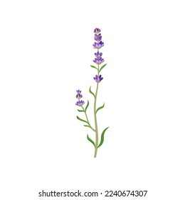 Flores de lavanda en la ilustración de acuarela. Hermosa flor morada, lavendar o lavander aislados en fondo blanco. Plantas, botánica, concepto de decoración para tarjetas de felicitación o postales