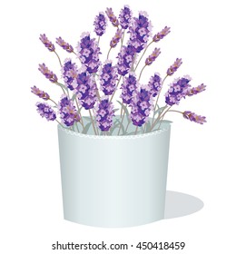 Lavender flowers in a white pot. Aromatic gift decor in watercolor paint style Vector. Gentle blossom floral bouquet. Vintage Label with lavender beautiful fragrance