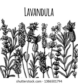 The lavender flowers of wild and cultivars. Vintage floral set. Ink hand drawn sketch. Vector illustration.