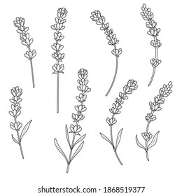 
Lavender. Flowers.Coloring book antistress for children and adults. Zen-tangle style.Black and white drawing