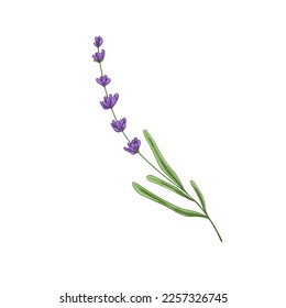 Lavanda, flor francesa. tallo de lavanda, planta de flores provenzales con flores lavendares. lavandula aromática floral. Ilustración vectorial botánica dibujada a mano realista aislada en fondo blanco