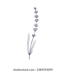 Lavender, French flower sketch. Lavanda stem, floral plant, outlined contoured drawing. Blooming herb, lavendar, lavandula. Botanical hand-drawn vector illustration isolated on white background