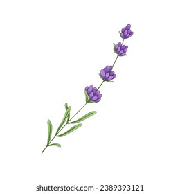 Lavanda, flor de la Provenza francesa. tallo de Lavanda, planta floral, hierba. Lavendar floreciente de primavera. Una lavanda suave. Lavandula afilada. Ilustración vectorial dibujada a mano aislada en fondo blanco