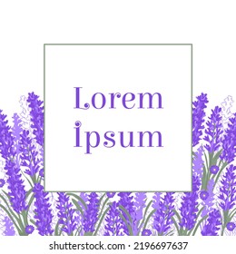 The lavender garden card for text or other purpose. Vector illustration of lavender flowers.