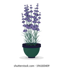 Lavender in a green pot isolated on white background