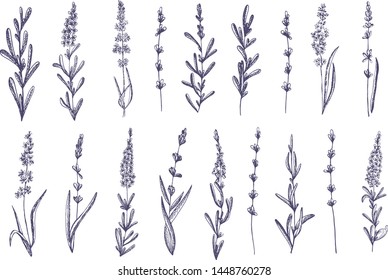 Lavender hand drawn illustration.Engraving lavender flowers.Healing and cosmetics herb.Medical plant. Great for traditional medicine design. Great design for natural and organic products.