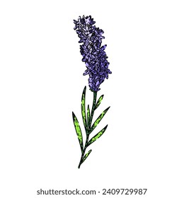 lavanda de lavanda dibujada a mano. vector vegetal, vintage de procedencia, boceto vectorial de lavanda de herbario floral. ilustración de color aislado