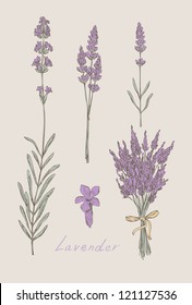 Lavender Hand Drawn Set Vector