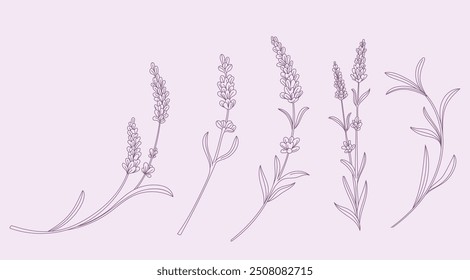 Lavender hand drawn set  vector flower