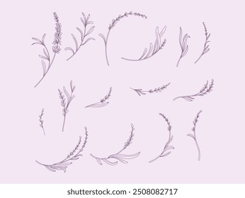 Flor de Vector dibujada a mano de lavanda