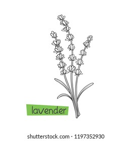 Lavender hand drawn vector illustration. Culinary and tea herbs.