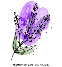 Lavanda pintada a mano sobre un fondo morado acuarela. Objeto aislado sobre un fondo blanco. Dibujo manual. Perro botánico. Ilustración vectorial.