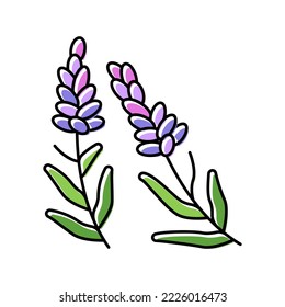 Lavendel Kräuterfarbsymbol Vektorgrafik. Lavendel-Kräuterschild. einzelne Symbolillustration