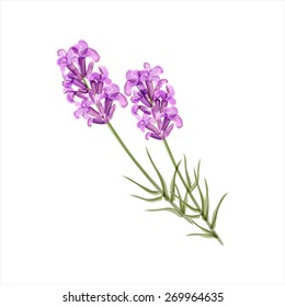 Lavender. Herb flower. Vector illustration. Watercolor sketch