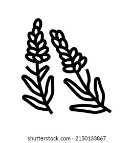 Lavendel Kräuterlinie Symbol Vektorgrafik. Lavendel-Kräuterschild. isoliertes Kontursymbol