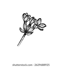 Lavender herb outline sketch illustration. Healthy botanical drawing in engraving style for organic cooking, garden care, and aromatherapy. Hand-drawn vector clipart