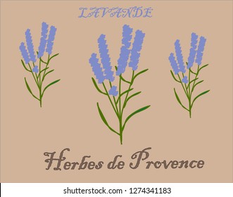 Lavender Herb Provence Vector Illustration Hand-drawn.