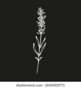 Erva de lavanda - esboço ilustração de uma planta para temas culinários, bem-estar, jardim e aromaterapia. Desenho de contorno botânico, clipart de arte vetorial